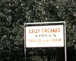 Lilly Orchard